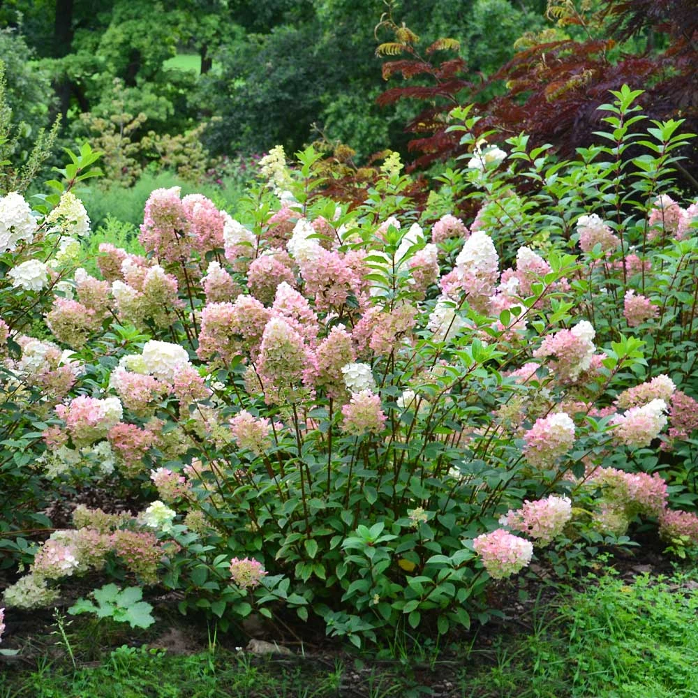Vanilla Strawberry™ Hydrangea Shrub - Image 4