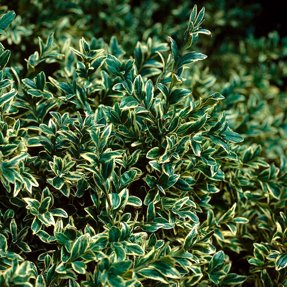 Variegated Boxwood Shrub - Image 3
