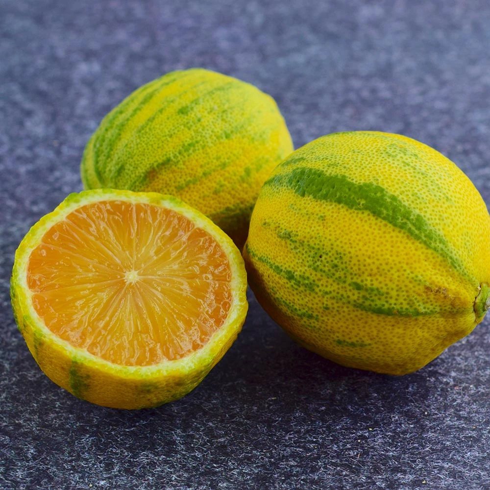 Pink Variegated Eureka Lemon Bush - Image 4