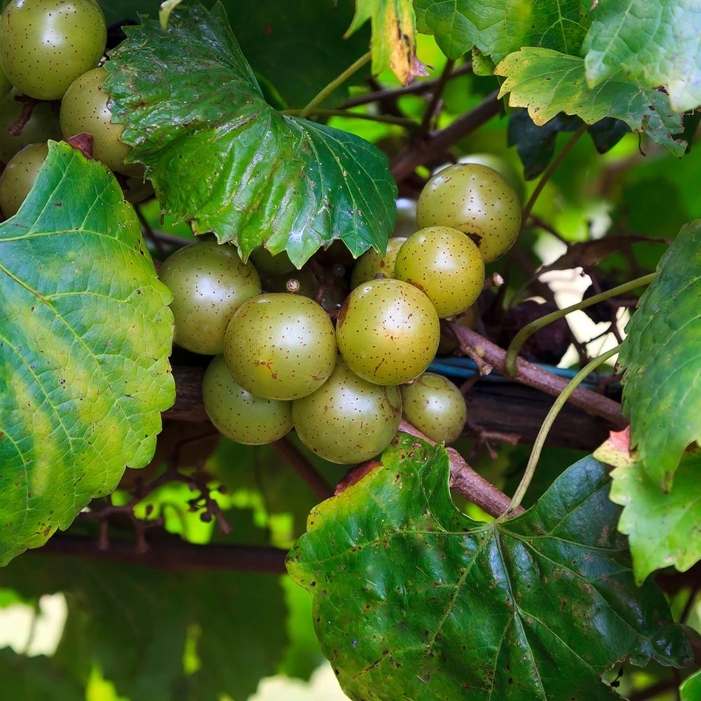 Wine Lover's Kit - Image 5