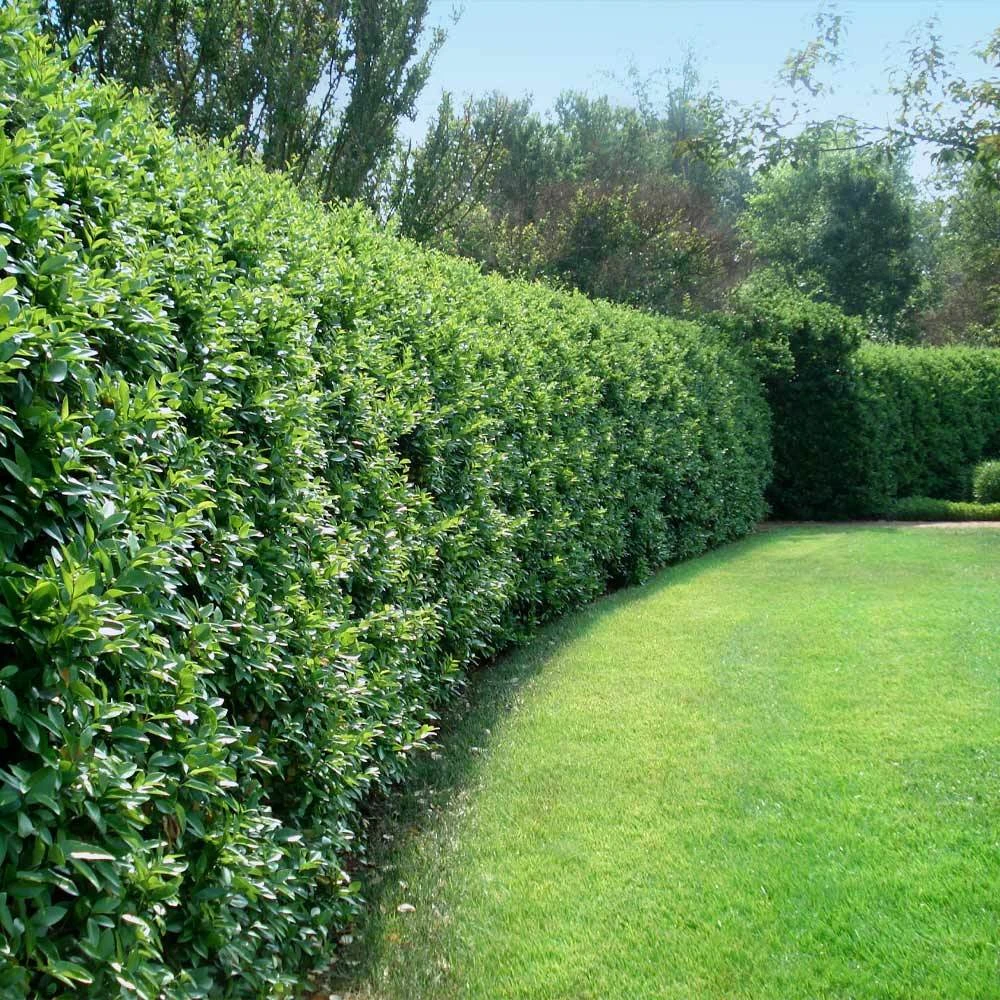 Waxleaf Privet Hedge - Image 2