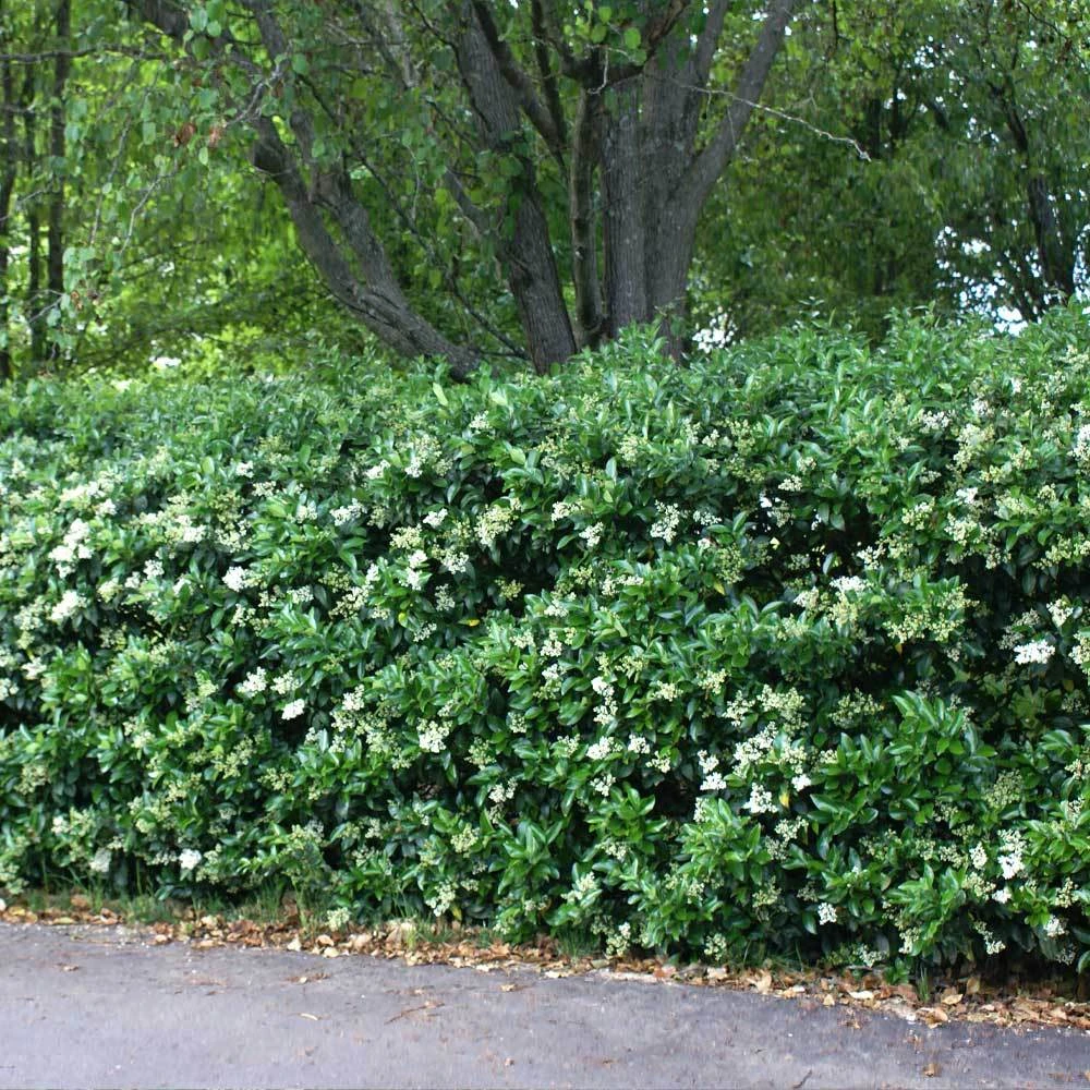Waxleaf Privet Hedge - Image 3