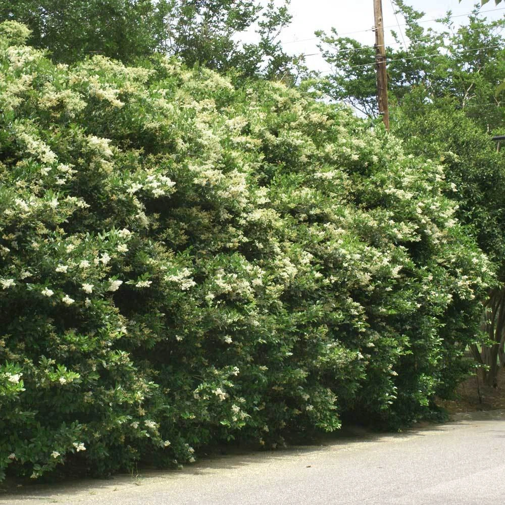 Waxleaf Privet Hedge - Image 4