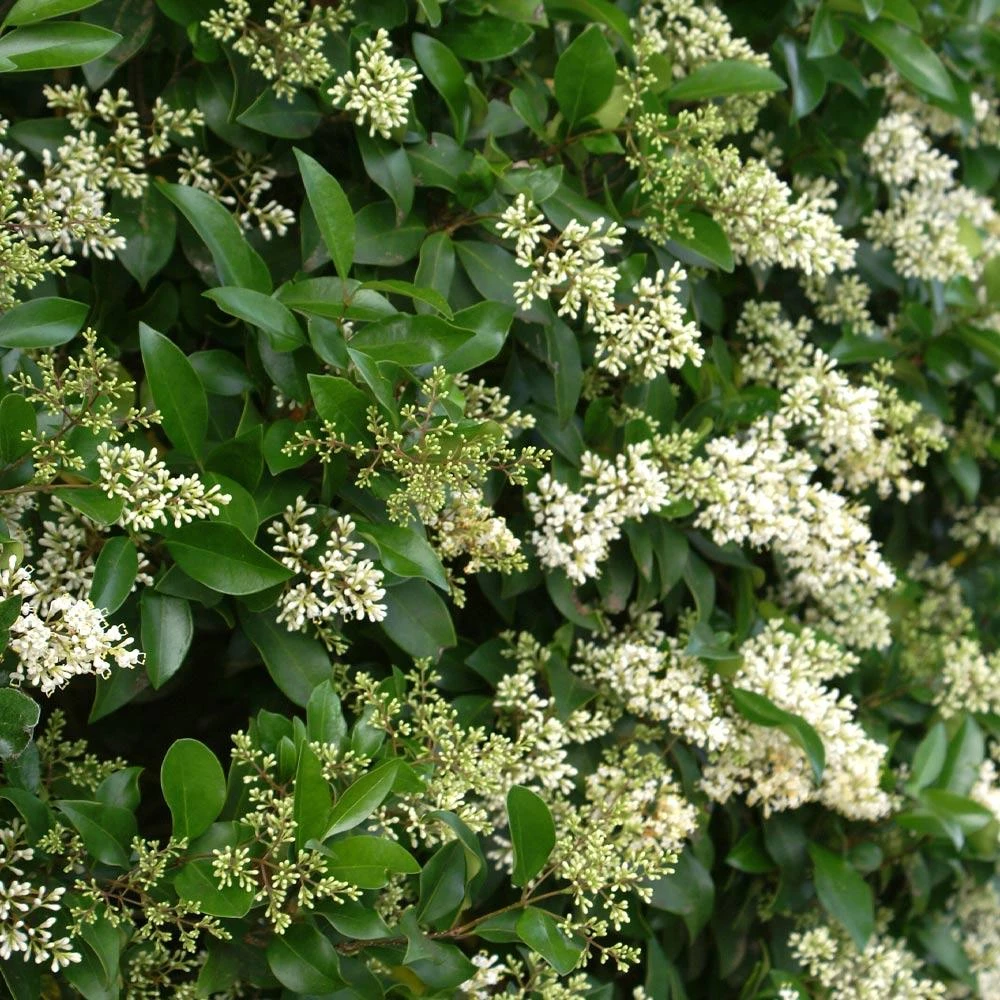 Waxleaf Privet Hedge - Image 5
