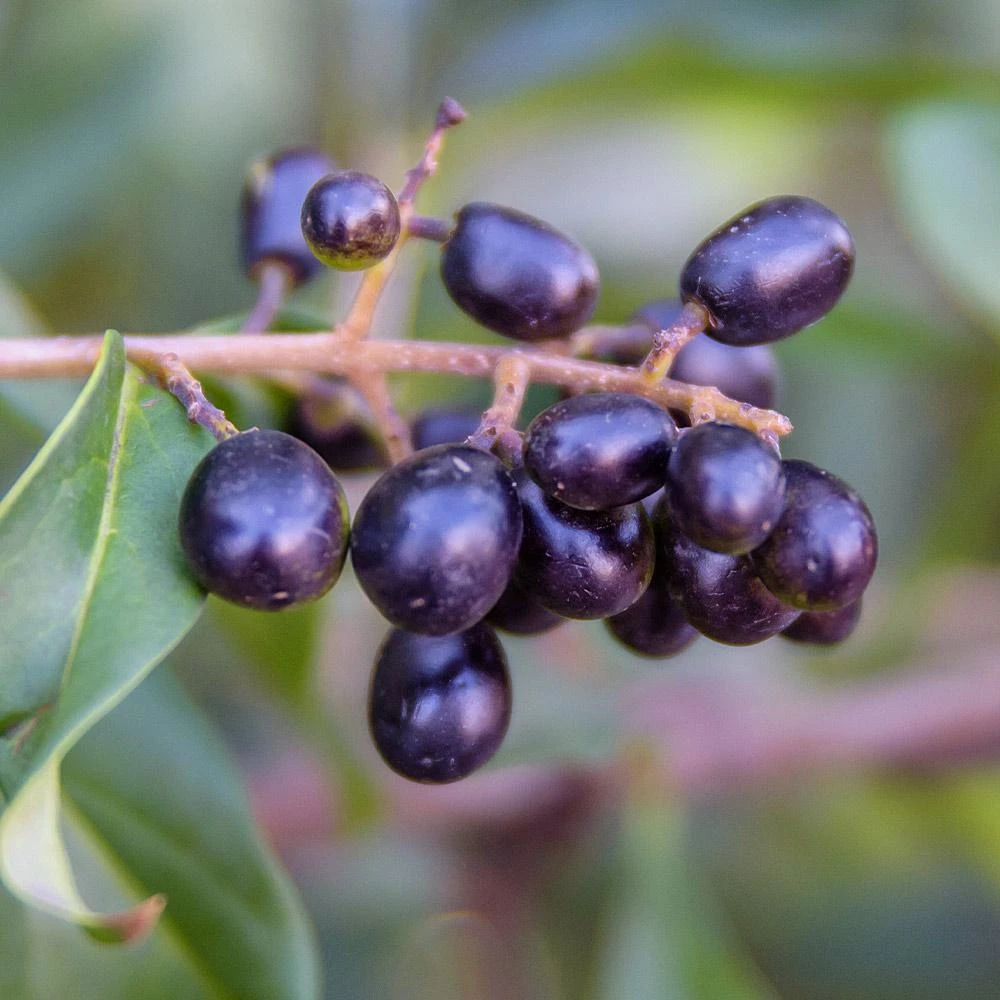 Waxleaf Privet Hedge - Image 6