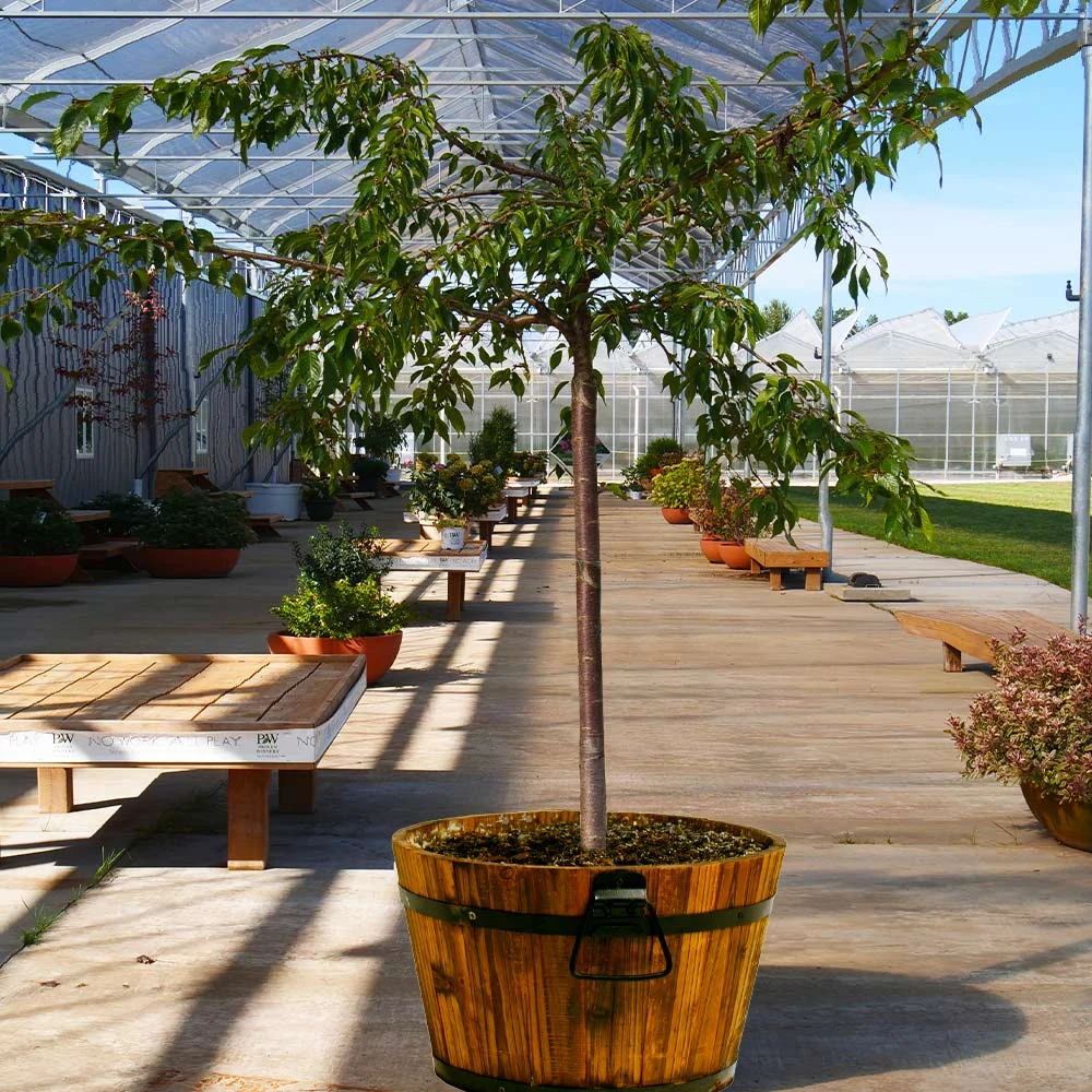 Weeping Extraordinaire™ Cherry Tree - Image 3