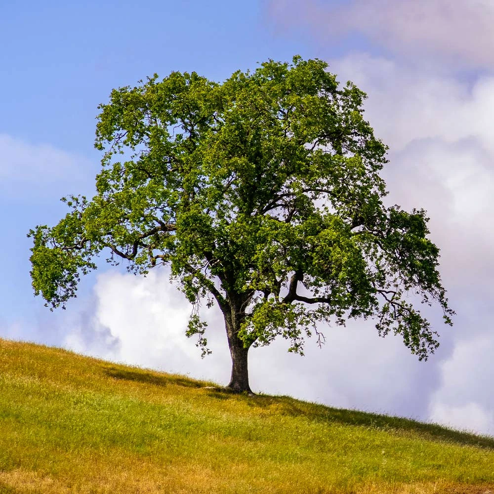West Coast Live Oak Tree - Image 2