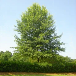 Willow Oak Tree