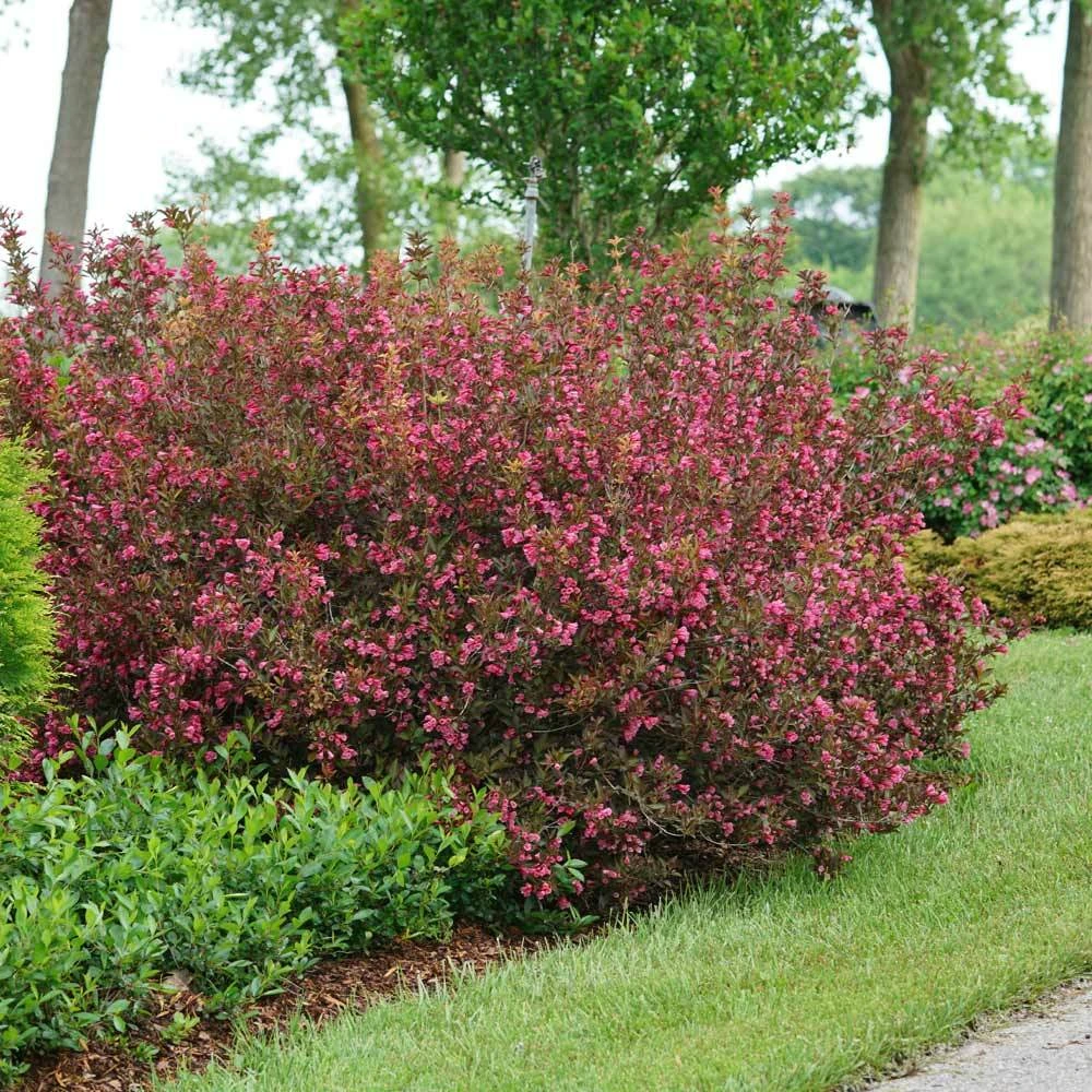 Wine & Roses® Weigela Shrub - Image 3