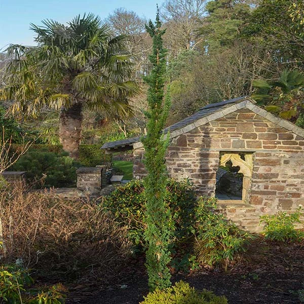 Wissel's Saguaro Cypress Tree
