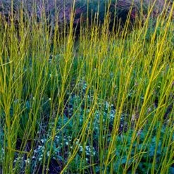 Yellow Twig Dogwood Shrub