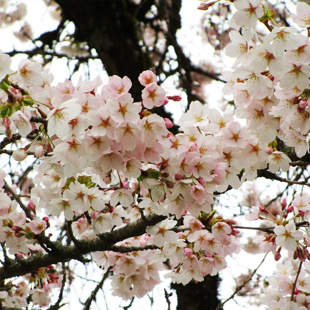 Yoshino Cherry Tree - Image 3