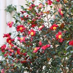 Yuletide Camellia Shrub