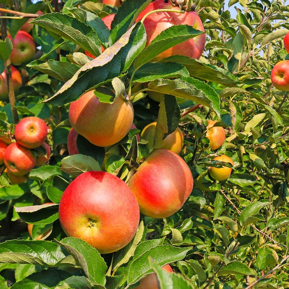 Zestar Apple Tree - Image 3