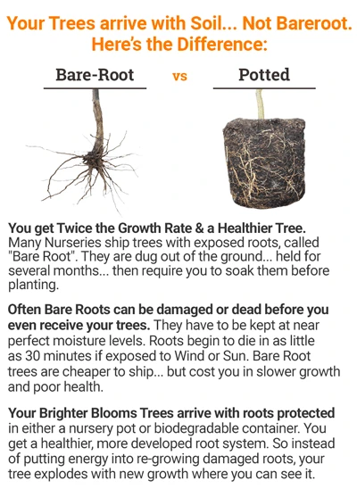 White Tropical Hibiscus Tree - Image 3