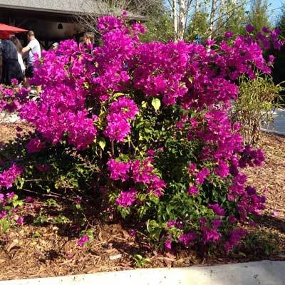Purple Queen Bougainvillea Shrub - Image 6