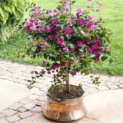 Purple Queen Bougainvillea Shrub - Image 5