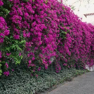 Purple Queen Bougainvillea Shrub - Image 2