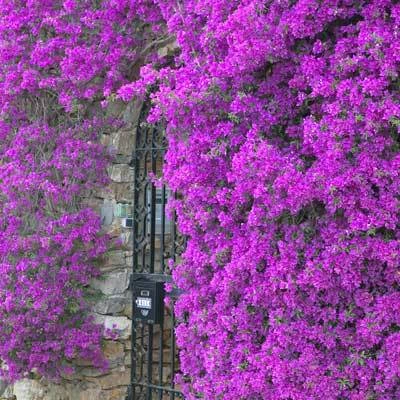 Purple Queen Bougainvillea Shrub - Image 3