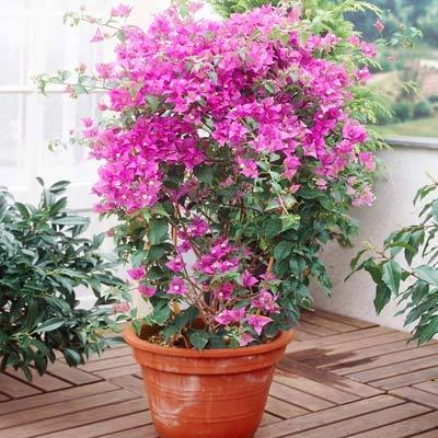 Purple Queen Bougainvillea Shrub - Image 4