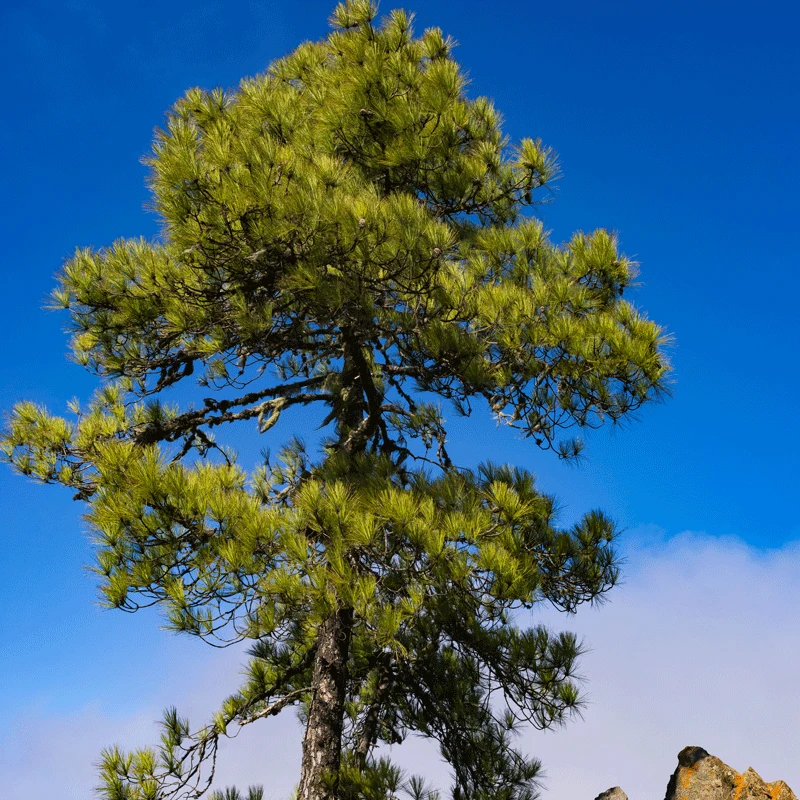 Canary Island Pine Tree - Image 2
