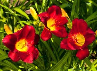 Pardon Me Daylily - Image 3