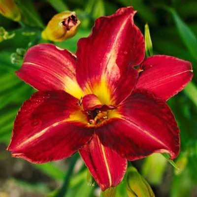 Pardon Me Daylily - Image 4