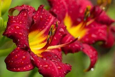 Pardon Me Daylily - Image 2