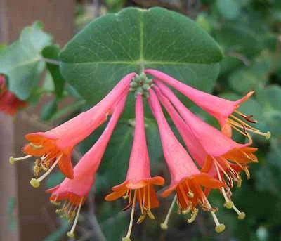 Scarlet Honeysuckle Vine - Image 3