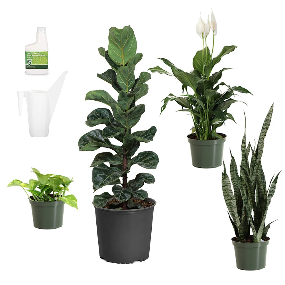 New Apartment House Plant Kit - Image 2