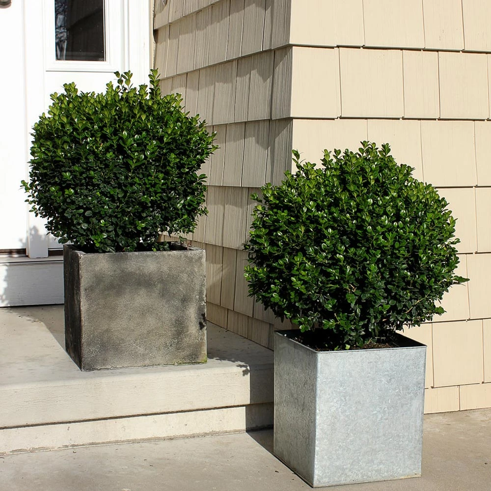 Sprinter® Boxwood Shrub - Image 2