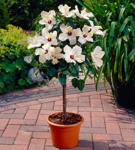 White Tropical Hibiscus Tree - Image 2