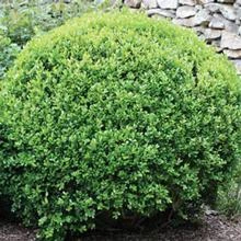 Winter Gem Boxwood Shrub